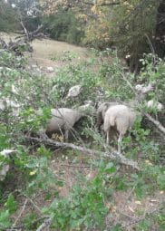 l’affouragement en feuilles