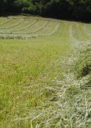 ramassage du foin : attention aux taupières qui sont responsables de listériose