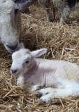Compenser un manque de colostrum des brebis