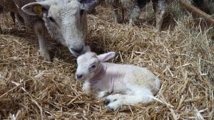 Compenser un manque de colostrum des brebis